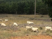 Mohair schapen in de omgeving van Pic St Loupe.