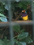Angry bird in de jardin de o'palmier casus