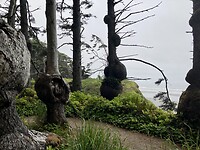 Bomen met vreemde bulten
