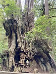 Enorm dikke cederboom
