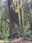 Hoge bomen, overal mos …