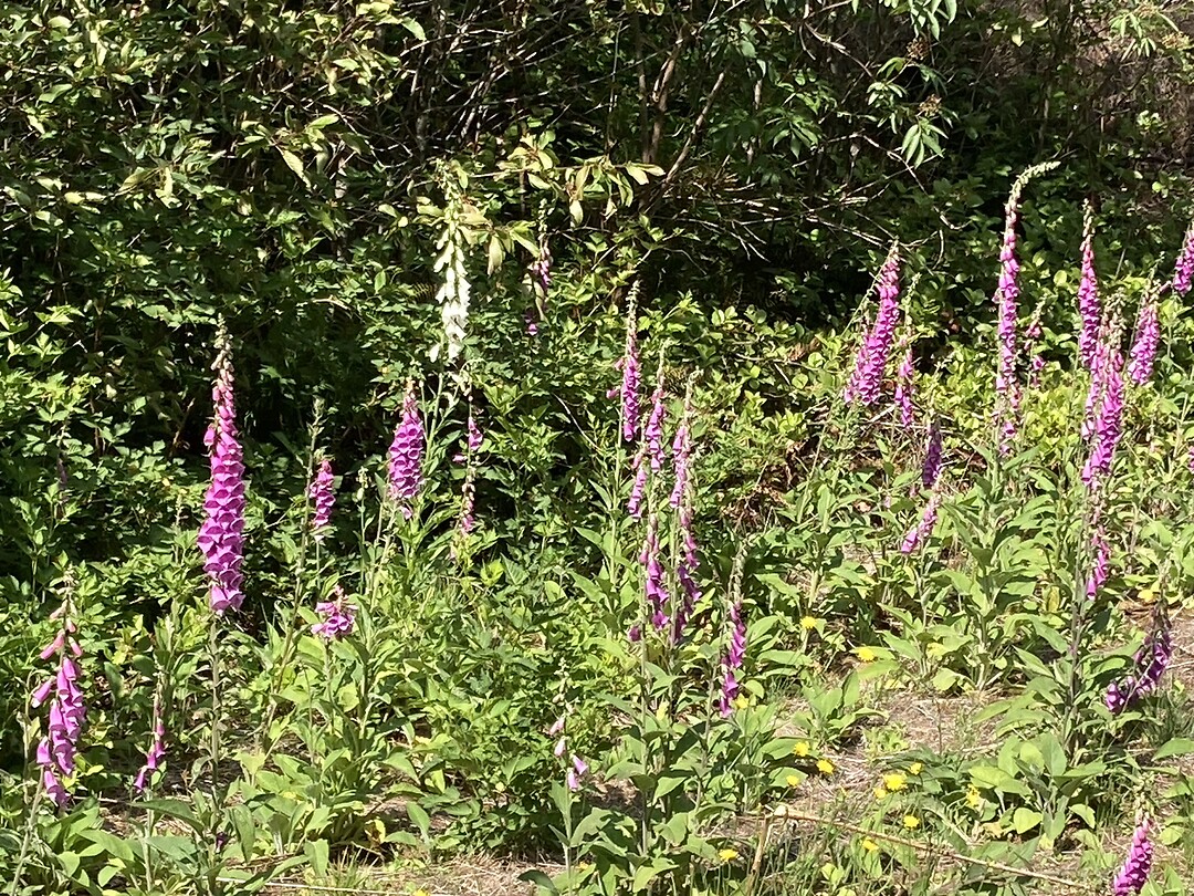 Dat mooie vingerhoedskruid groeide overal in het wild