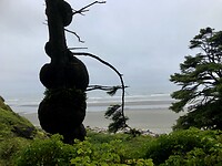 Bomen bij de Grote Oceaan in het uiterste noordwesten