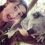 koala