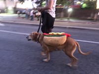 Hot dogs