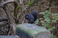 happy squirel
