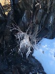 nature whistler