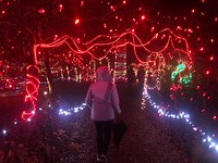 sacha in de lichtjes