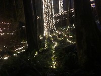 verlichte wortelbomen