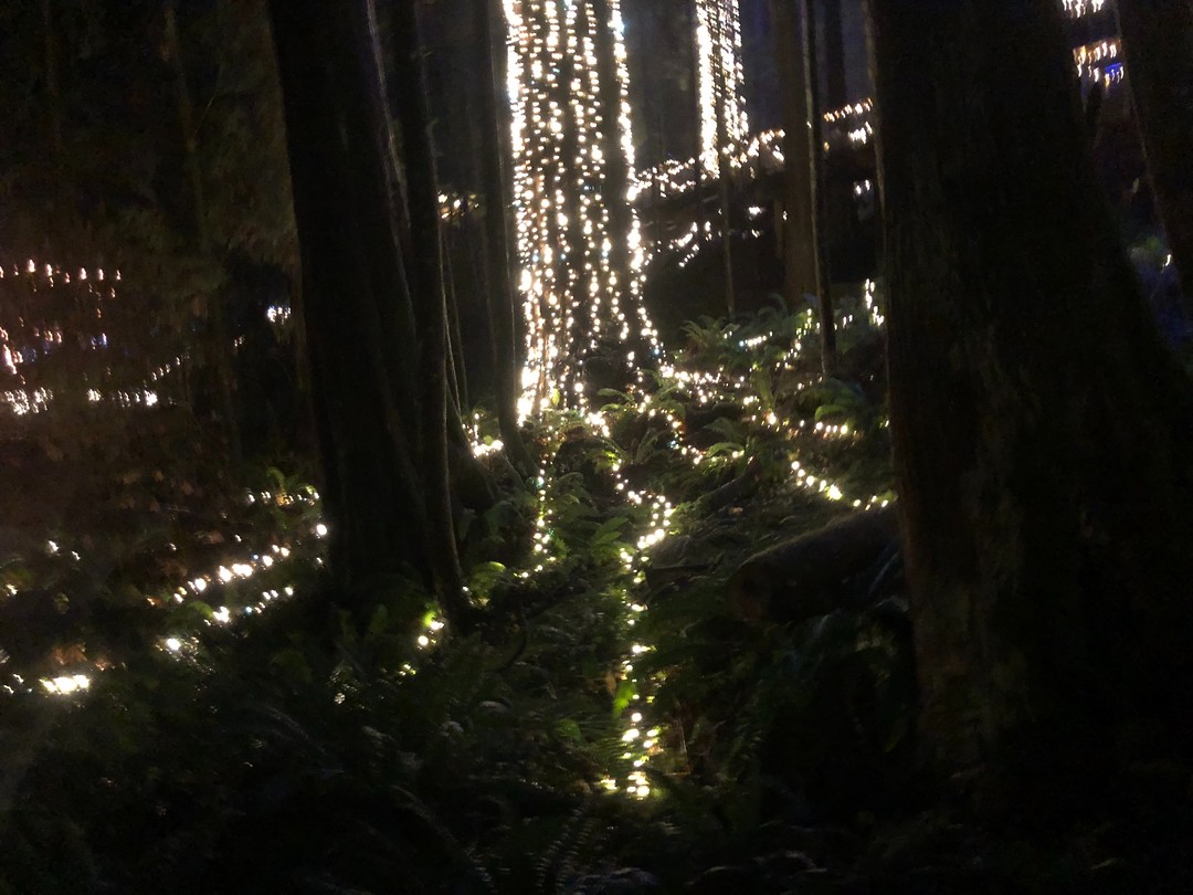 verlichte wortelbomen