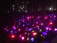 paarse licht bollen