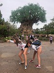 animal kingdom