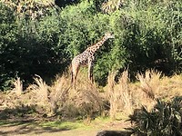 giraf safari