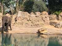 voorbereidende safari
