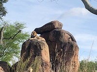 lion king