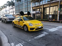 mickey beetle