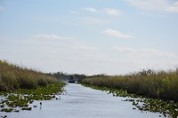 everglades