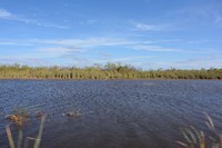 everglades river
