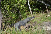 krokodil chillax