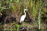 reiger op jacht