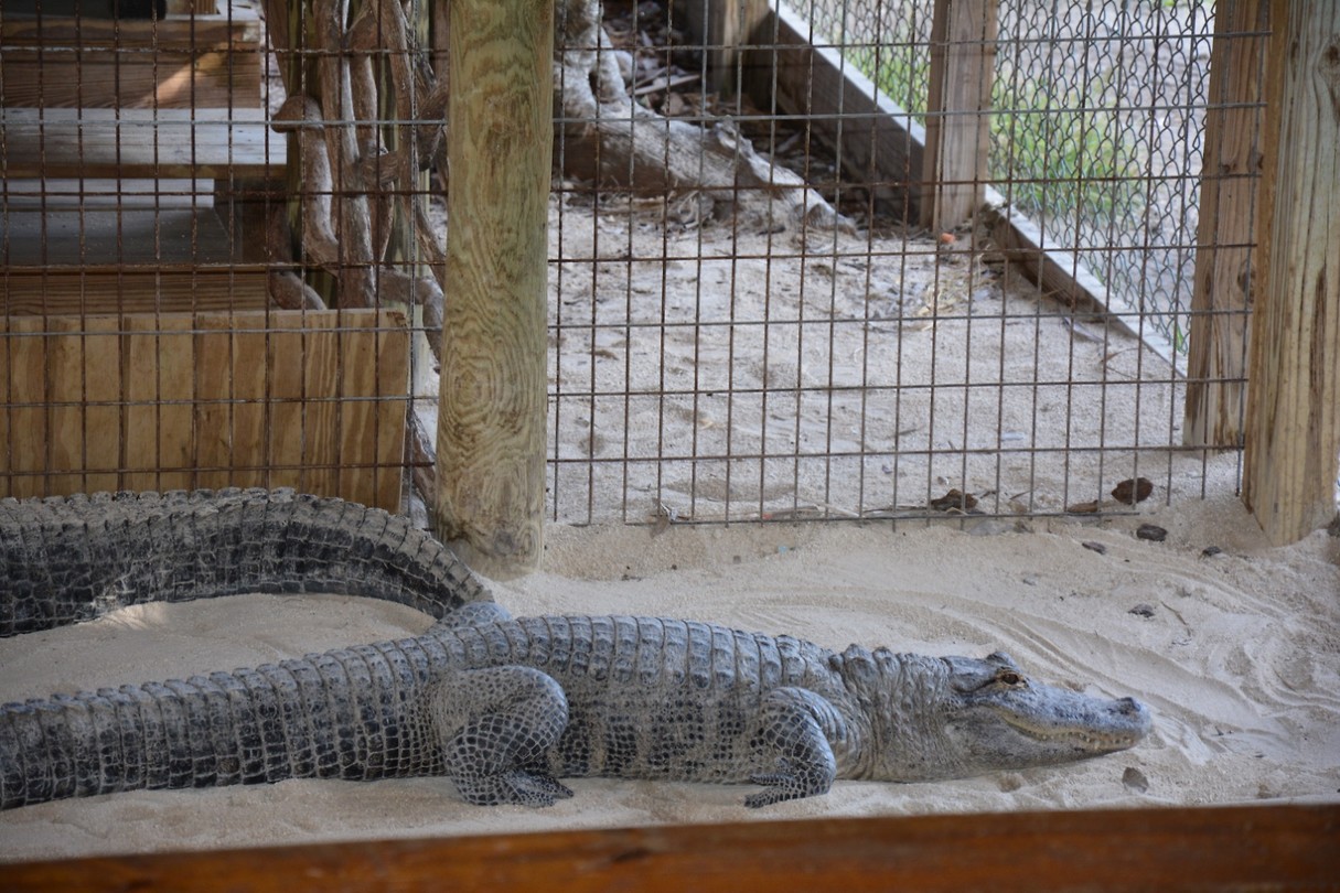 kroko