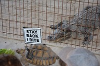turtle stay back i bite