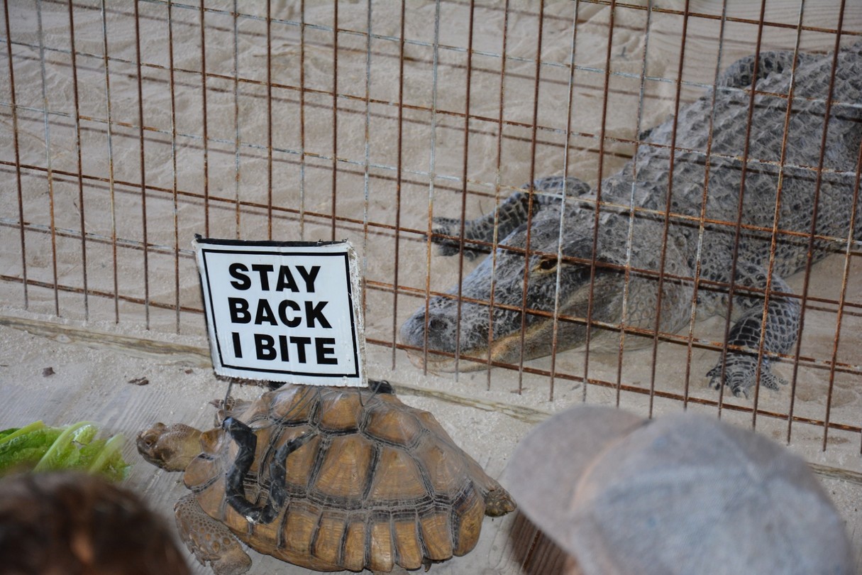 turtle stay back i bite