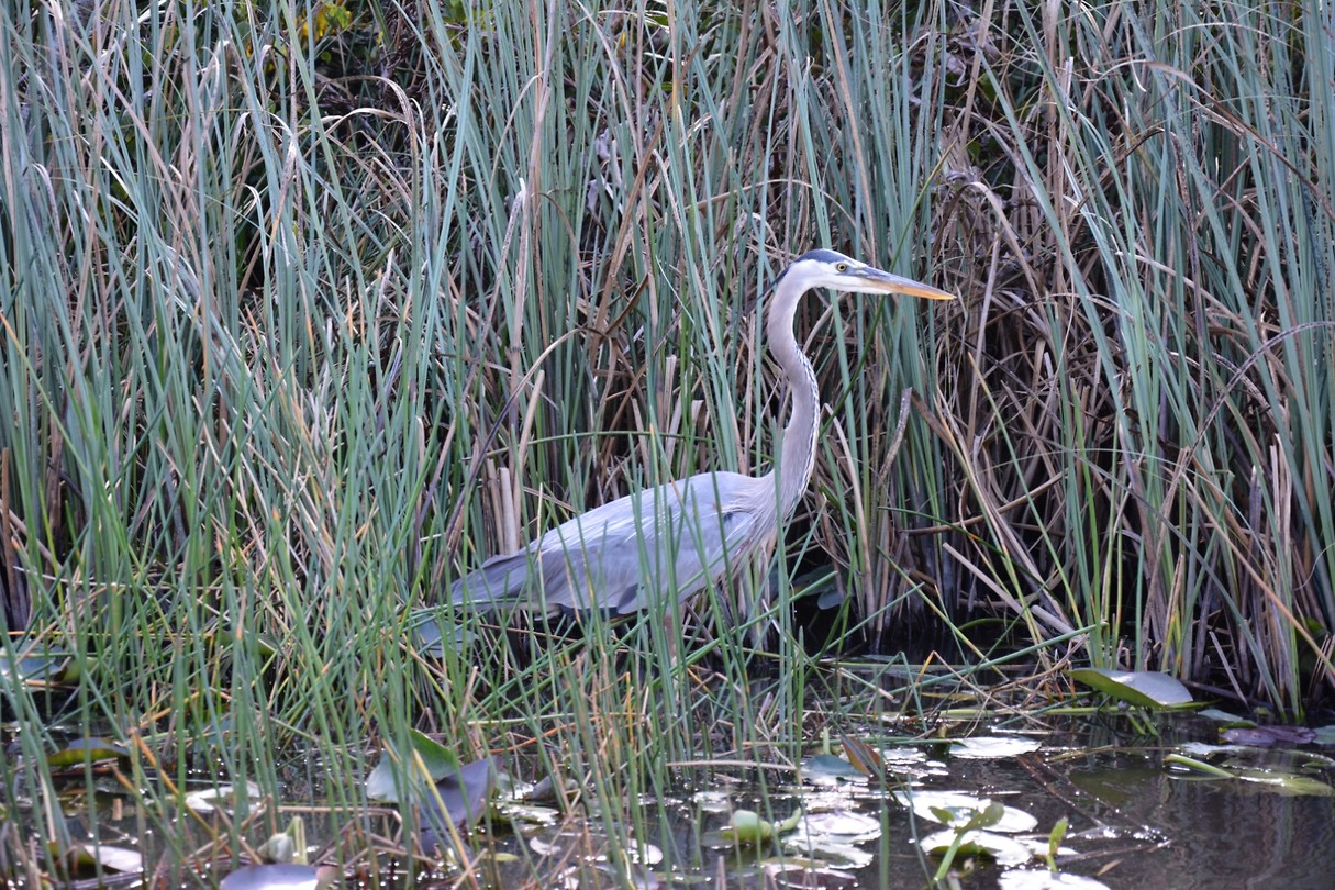reiger
