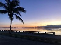 palmtree sunset