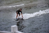 dolfijn surfen