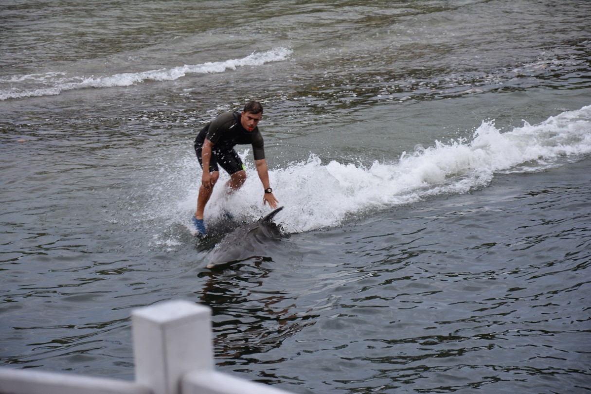 dolfijn surfen