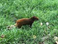 agouti