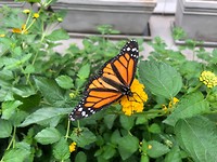 zoo butterfly