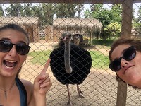 zoo struisvogel