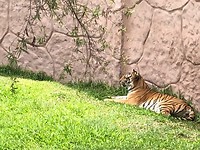 zoo tijger