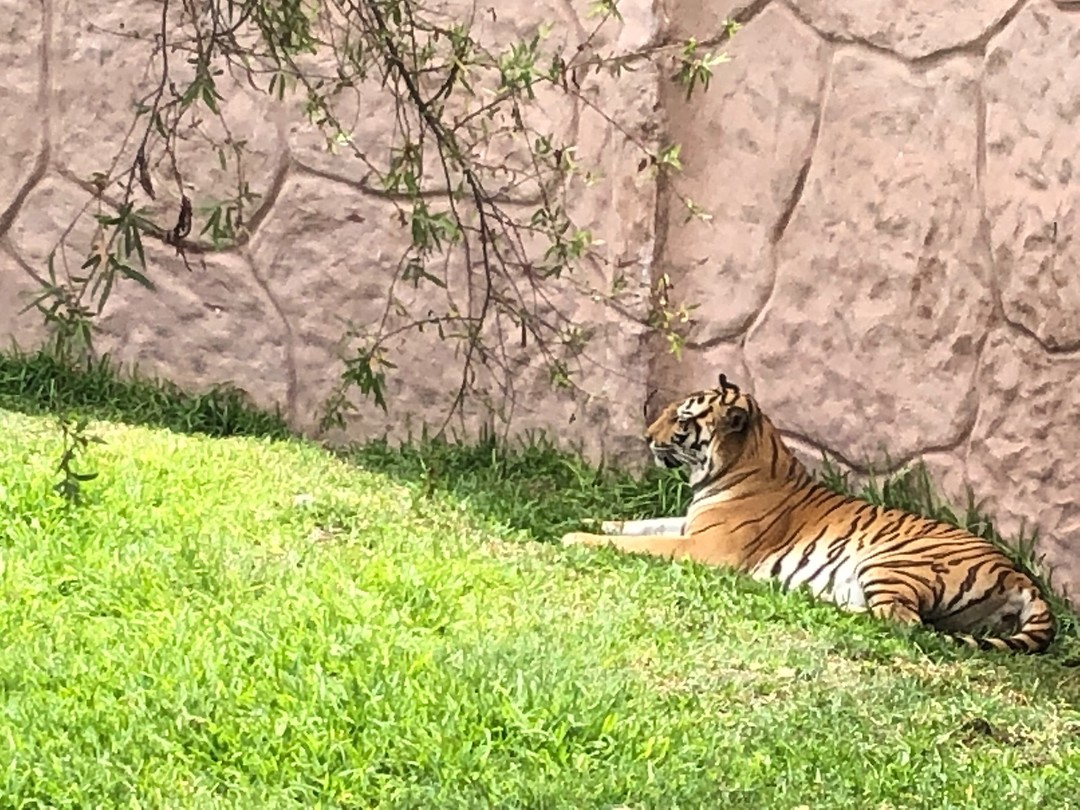 zoo tijger