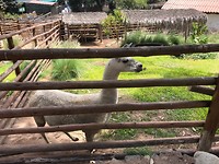 zoo lama
