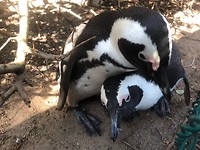 pinguin liefde