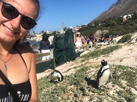 check die pinguins