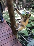 monkeyland