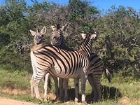 addo zebra style