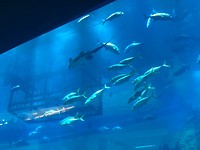 aquarium in a mall