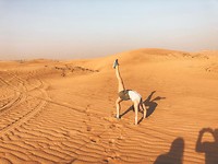 desert yoga
