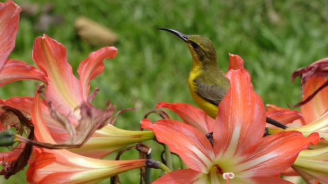 birdy