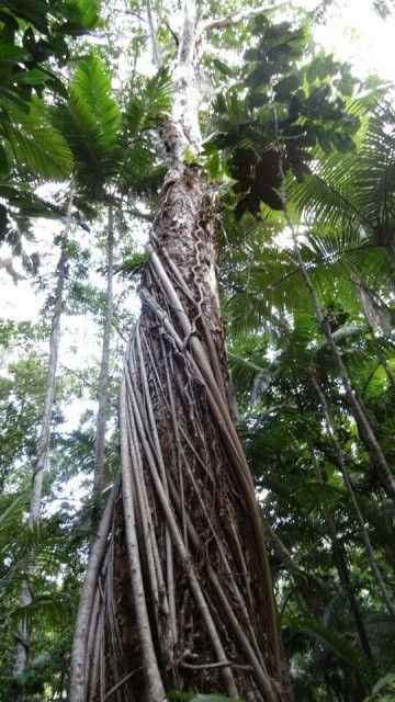 boardwalk cairns
