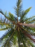 verkoeling onder de palmboom