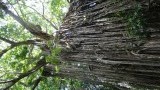 Curtain Fig Tree