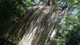 Curtain Fig Tree