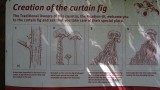 Curtain Fig Tree