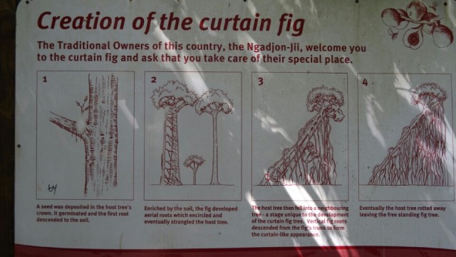 Curtain Fig Tree